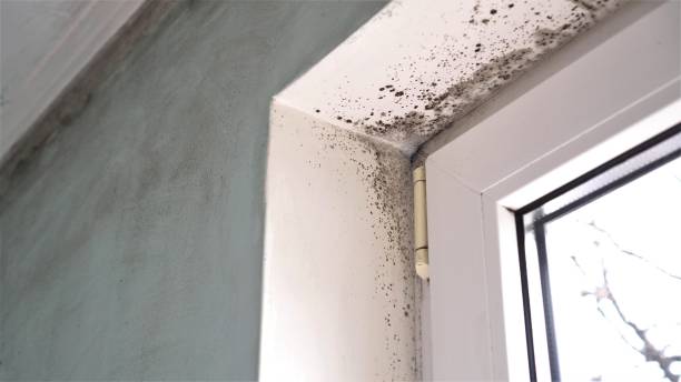 Best Attic Mold Removal  in Sunnyside, GA
